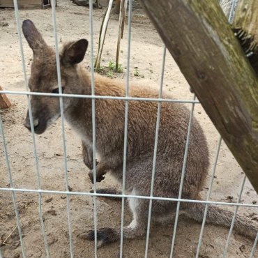 Školní výlet Minizoo Vendryně